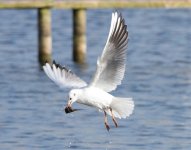 Black-Headed-Gull-IMG_0894.jpg