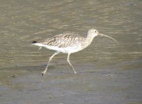 Eurasian Curlew.jpg