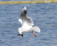 Black-Headed-Gull-IMG_0896.jpg