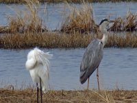 great egret heron sx40hs 312mm IMG_4423.jpg