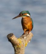 Kingfisher-IMG_1038.jpg