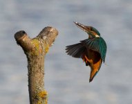 Kingfisher-IMG_1062a.jpg