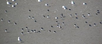 Oystercatcher.jpg