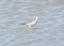 Spotted Redshank.jpg