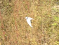 Whiskered Tern.jpg