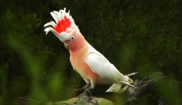 Major Mitchell's Cockatoo05.JPG