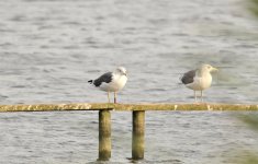 Web Gull With Ring.jpg