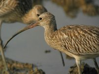 eurasian curlews P7000 DSCN9823.jpg