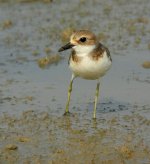 greater sandplover  S9100 DSCN9690.jpg