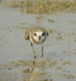 kentish plover S9100 DSCN9768.jpg