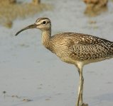 whimbrel S9100 DSCN9696.jpg