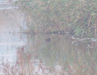 Eastern Water Rail.jpg