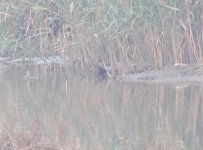 Eastern Water Rail 1.jpg