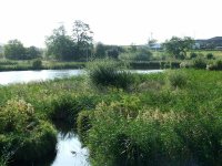 b4 willows removed from sluice basin 4oct 11.jpg