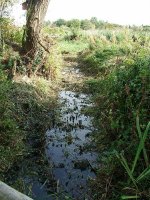 snipe ditch at south side of west hide.jpg