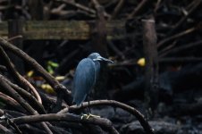 IMG_7168 little egret dark morph.jpg