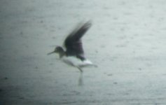 green sandpiper.jpg