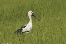 openbill.jpg