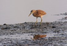 chinese pond heron X100 kw30x_DSF5395.jpg