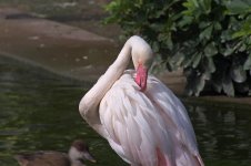 flamingo X100 kw30x iso200_S055153.jpg