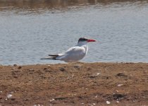 Tern Caspian,  Alvor 51011 LQ.jpg