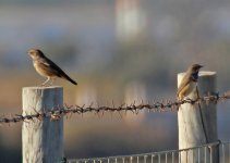 Bluethroat Alvor 091011 LQ.jpg