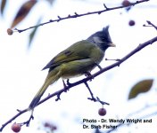 Crested Finchbill.jpg