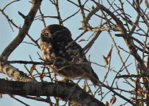 Little Owl, 1 Alvor Oct 2011.jpg