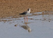 Redshank 1, Alvor 51011.jpg