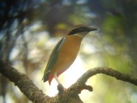 AWBirderGOAIndianPitta.jpg