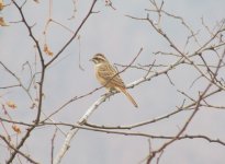 Meadow Bunting.jpg