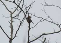 Siberian Accentor.jpg