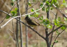 Chestnut Bunting.jpg