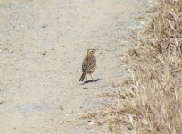 Richard's Pipit.jpg