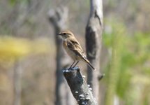 Siberian Stonechat.jpg