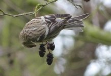 Redpoll2.2.jpg