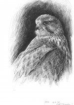 Sakerfalcon study 1.jpg