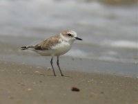 Swinehoe Plover (2).jpg