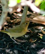 Orange crowned warbler.jpg