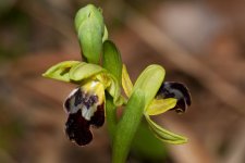 Ophrys-fuscus5.jpg