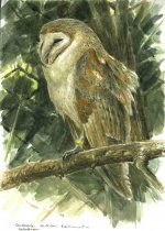 Barn owl study.jpg