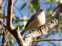 _Thrush-like Wren -_01.jpg