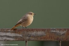 Redstart.jpg