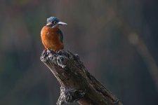 DSC00846 Eisvogel.jpg