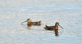 Web Swimming Snipe Pair.jpg