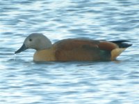 Ruddy Shelduck hybrid.JPG