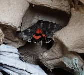 Crimson Underwing.jpg