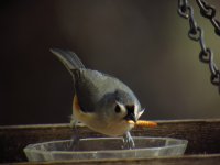 tufted_titmouse.jpg