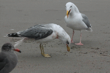 bedraggled-gull_4098.gif