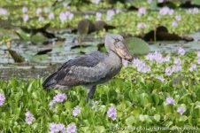 shoebill, the delta, Murchison NP, Uganda, 10-2011 v245.jpg